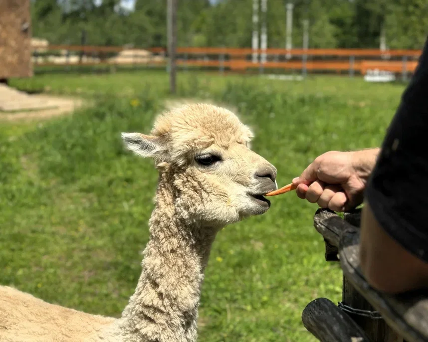 Фото Эко-ферма Тишь да Крышь - Зоопарки / Фермы / Океонариумы в Москве | Досугатор